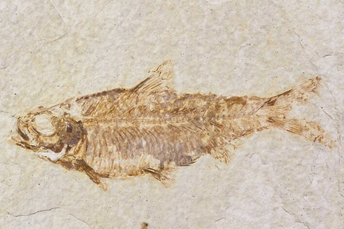 Bargain, Fossil Fish (Knightia) - Wyoming #89161